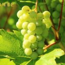 포도 - 성북구 보문로34길 54 | 포도