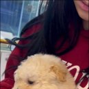 하남강아지 이미지