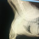 나래동물병원 이미지