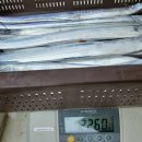 제주은갈치 이미지