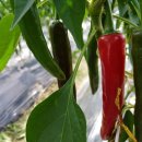 버드리농장 이미지