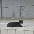 고영상사
