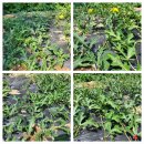 오늘자 수박밭 이미지