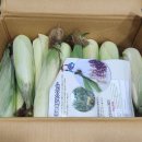 기역농장 | 맛있는 옥수수삶기 옥수수손질법 불로치농장 햇흑찰옥수수