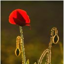 꽃님이네 카페 이미지