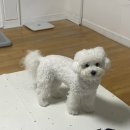 알럽댕큐 | 암파인.댕큐.