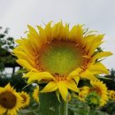 회천농장 이미지