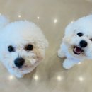 쏭쏭애견유치원 이미지