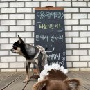 용이랑 백호랑 이미지