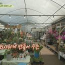 강화꽃직매장