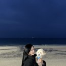 보령애견동반펜션 피노비스타 이미지