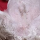 티어리베 이미지