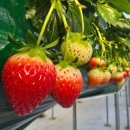 손씨농장 이미지