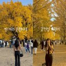 [여주/원주] 원주 반계리 은행나무 &amp; 여주 강천섬 유원지 :: 11/9 토요일 오후 방문 후기