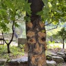 유석초등학교 | 우리들 자연학교 9월 25일 유석 초등학교 현장학습 후기