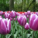 튜울립 이미지