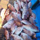 철수 | 제주 애월 배낚시 실제 일정 공개｜출항부터 철수까지 전 과정 리얼 후기