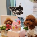 오지의 펫테이블 이미지