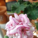 ALLURE(알루어) 이미지