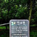 숲속 - 2449 | 숲속