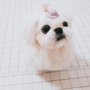 미쓰멍 | [애견일기] 용슬이 배냇 미용하다, 미쓰멍 애견미용실 구리점