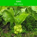 수영식당 이미지