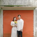 제주민들레 | 택하다, 제주 ┃제주도 웨딩스냅 촬영 후기 (with 귤창고, 민들레꽃밭, 나무벤치의자)