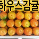 [하우스감귤]새콤달콤 하우스 귤 이미지