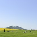 광치동 농로 8 | 고창 청보리밭 축제 주차 정보 공유합니다.