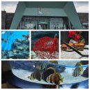 한화호텔앤드리조트(주)제주 | 제주 환상의 바닷 물고기들을 볼 수 있는 제주 아쿠아플라넷 을 방문하다.