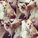 핫!Dog 이미지