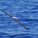 알바트로스 이미지