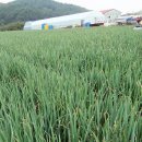 부강농장 이미지