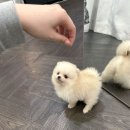 울산애견미용 러빙도기 | 울산강아지분양 이렇게 해야죠!