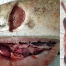홍송어 (Salvelinus leucomaenis)의 전염성조혈기괴사병(IHN) 이미지