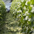 푸른솔농장5 이미지