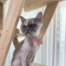 이쁘냥 익산점 이미지