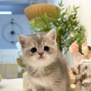 미오미오 고양이분양 이미지