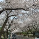 벚꽃릴레이 15(제주) 동참해봐요 이미지