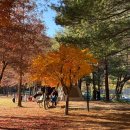 산림욕장 | [대전 캠핑장 추천] 아이들과 방문하기 좋은 대전상소오토캠핑장 D3구역 후기 상소동산림욕장 후기