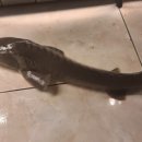 슈퍼붕 낚시카페 이미지