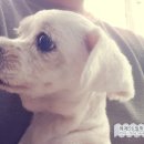 필동물종합병원 이미지