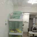 멍가네 | 강북 가정견 분양, 멍가네에서 새식구를 맞이 했어요!