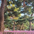 올림픽공원 88잔디마당 맥문동 꽃 한창 이미지