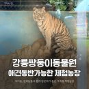 형태농장 | 강릉쌍둥이동물원 애견동반 가족여행, 체험농장까지 알찬 후기