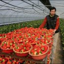 딸기나라 이미지