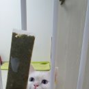 펫시피 | 원흥역 반려동물 고양이 수제간식 펫시피 수제츄르 전문점 애견수제간식 쇼핑몰 배송 후기