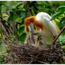 黃鷺(Cattle egret)육추1 이미지