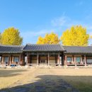 홍산객사 은행나무 이미지