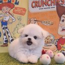 츄츄독 푸들이야기 부산 강아지분양 | 오산강아지분양 첫 만남의 설렘과 행복 이야기